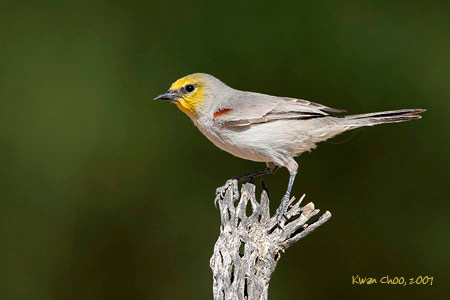 Verdin
