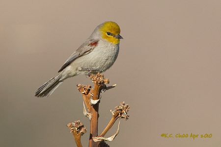 Verdin