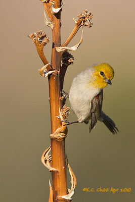 Verdin