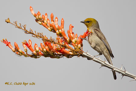 Verdin