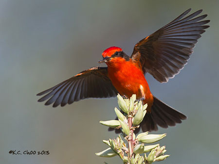 Vermilion Flycatcher