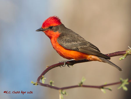 Vermilion Flycatcher
