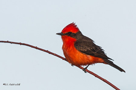 Vermilion Flycatcher