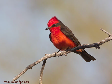Vermilion Flycatcher