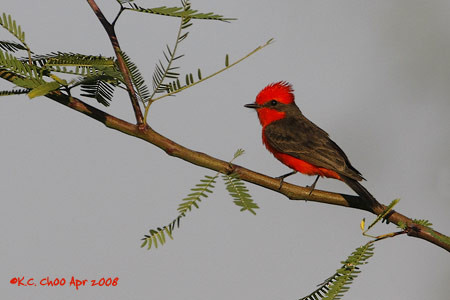 Vermilion Flycatcher