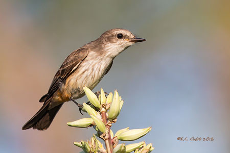 Vermilion Flycatcher