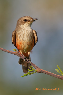 Vermilion Flycatcher