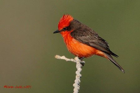 Vermilion Flycatcher