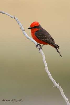 Vermilion Flycatcher