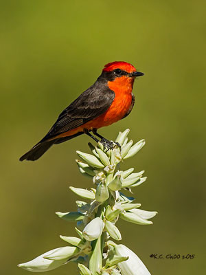 Vermilion Flycatcher