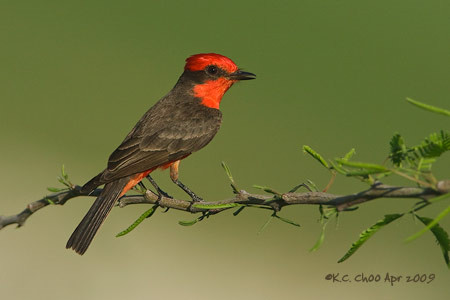 Vermilion Flycatcher