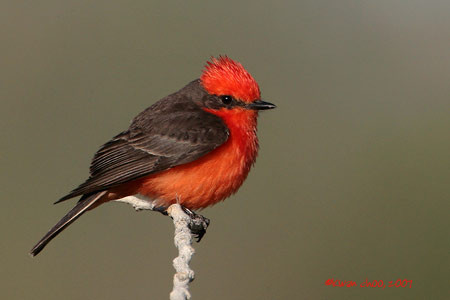 Vermilion Flycatcher