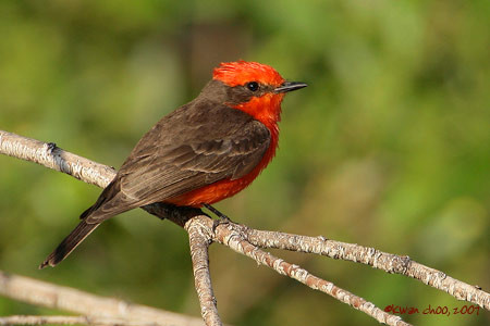Vermilion Flycatcher
