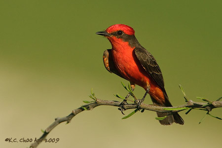 Vermilion Flycatcher
