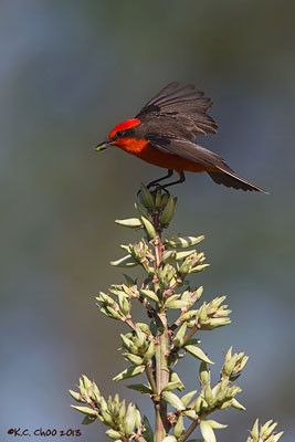 Vermilion Flycatcher