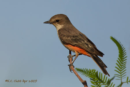 Vermilion Flycatcher