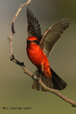 Vermilion Flycatcher