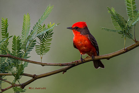 Vermilion Flycatcher
