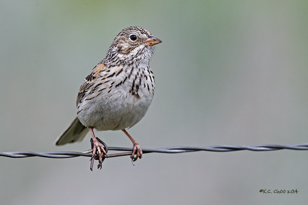Vesper Sparrow