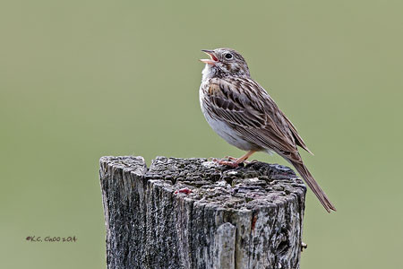 Vesper Sparrow
