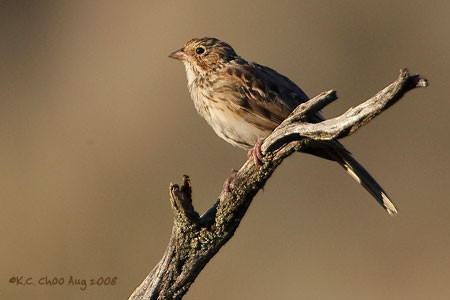 Vesper Sparrow