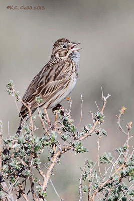 Vesper Sparrow