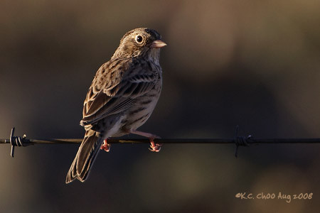 Vesper Sparrow