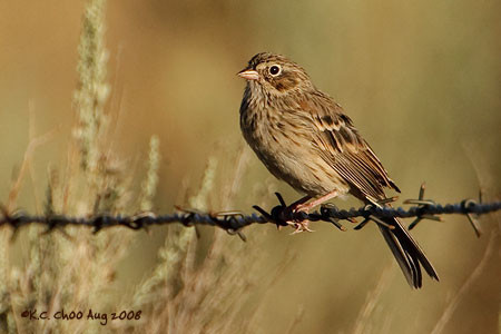 Vesper Sparrow
