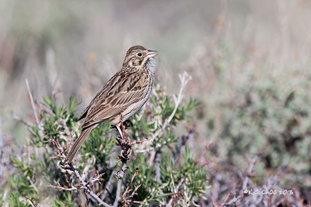 Vesper Sparrow
