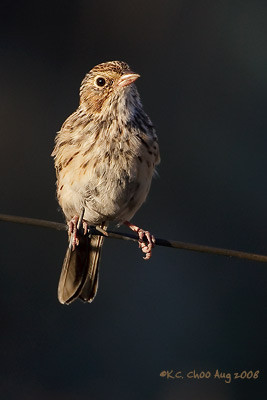 Vesper Sparrow