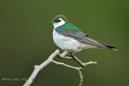 Violet-green Swallow