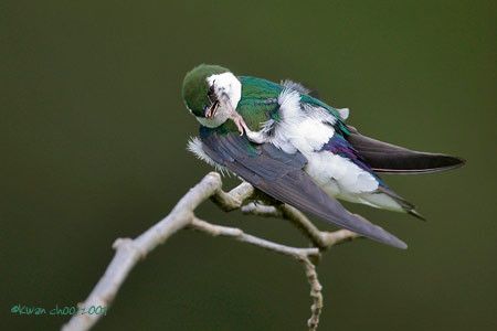 Violet-green Swallow