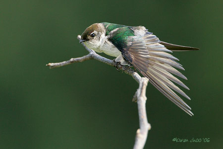 Violet-green Swallow