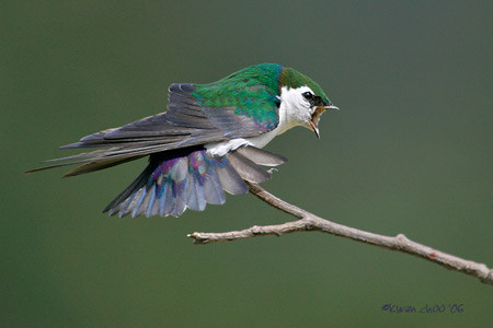 Violet-green Swallow