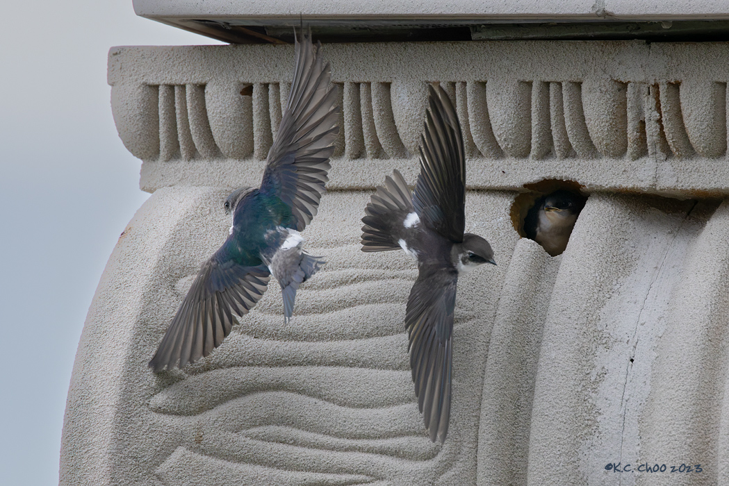 Violet-green Swallow