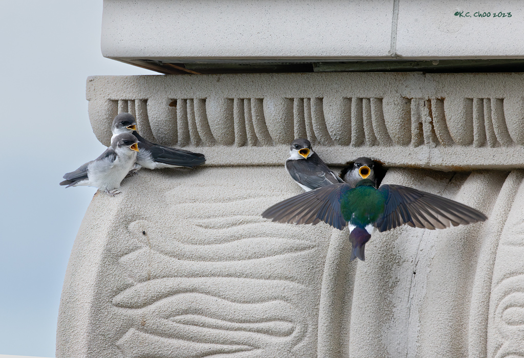 Violet-green Swallow