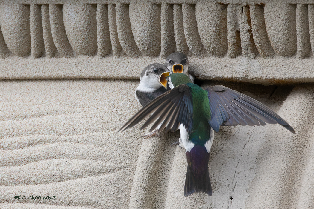 Violet-green Swallow