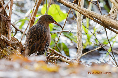 Virginia Rail