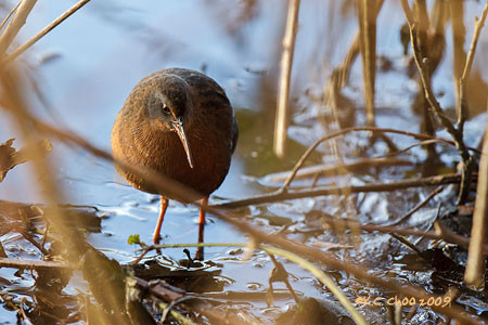 Virginia Rail