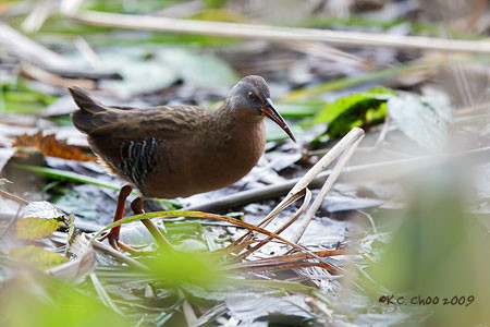 Virginia Rail