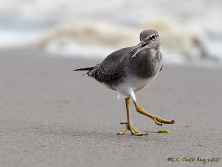 Wandering Tattler