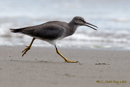 Wandering Tattler