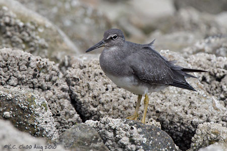 Wandering Tattler