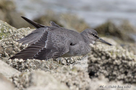 Wandering Tattler