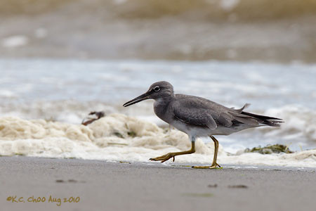 Wandering Tattler