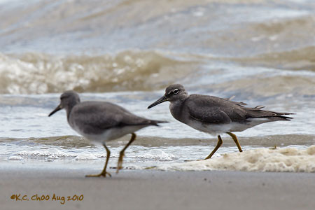 Wandering Tattler