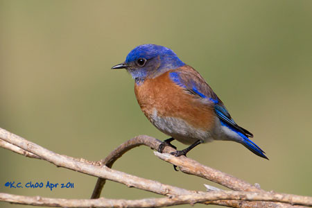 Western Bluebird