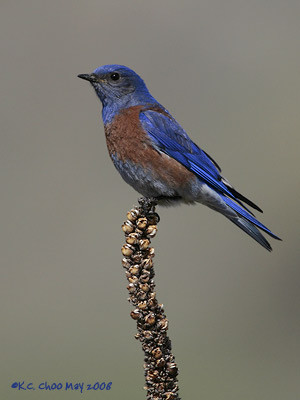 Western Bluebird