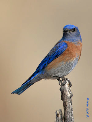 Western Bluebird