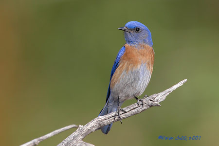 Western Bluebird